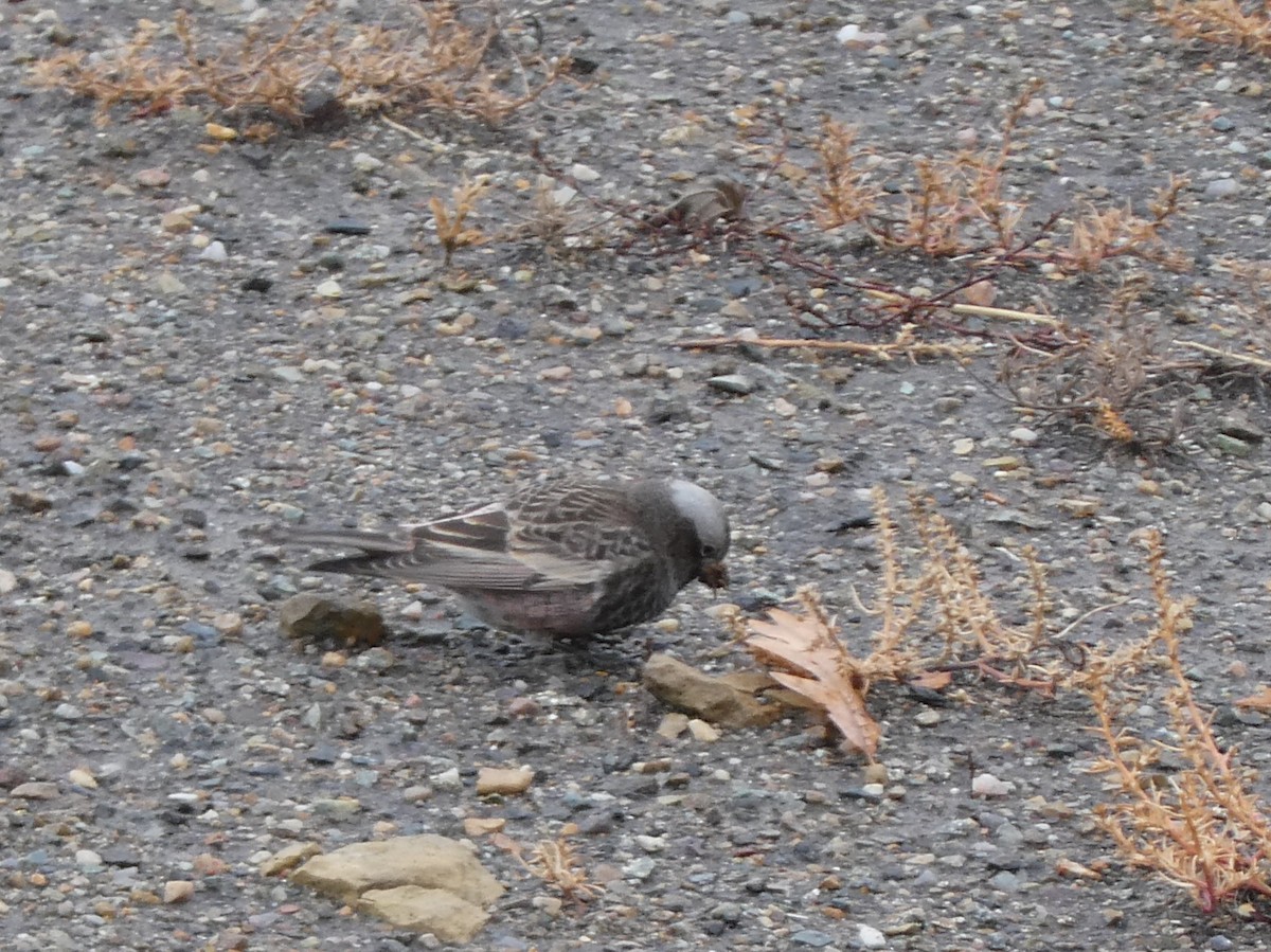 Black Rosy-Finch - ML645580083