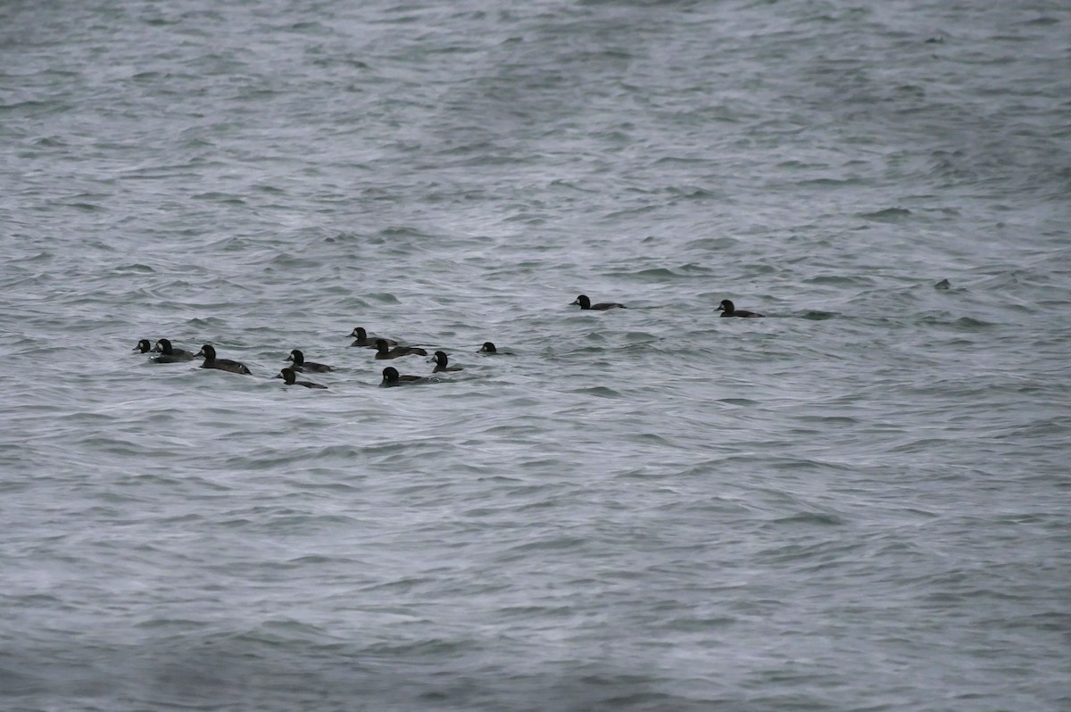 Морская чернеть - ML645580085