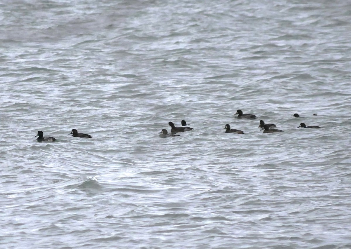 Морская чернеть - ML645580086