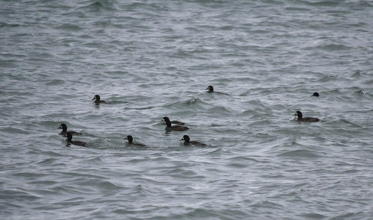 Морская чернеть - ML645580087