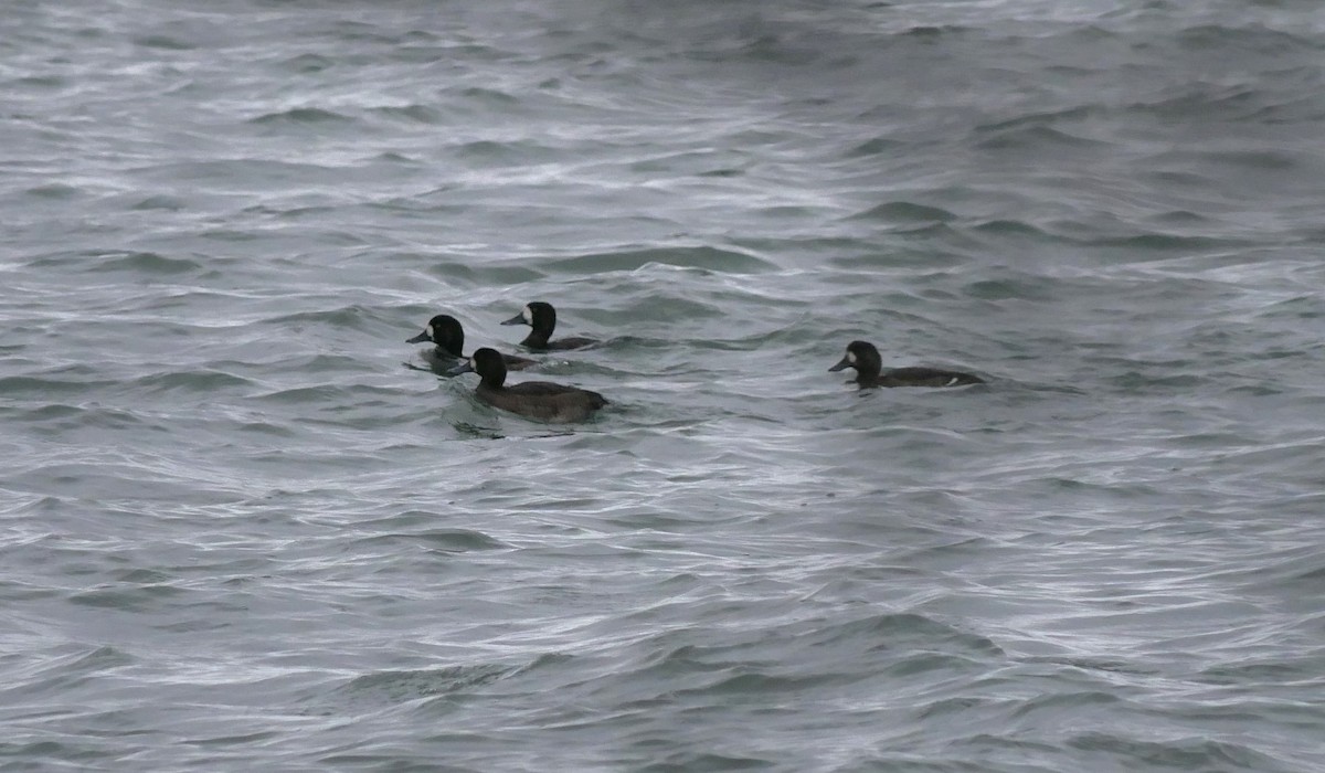 Морская чернеть - ML645580088