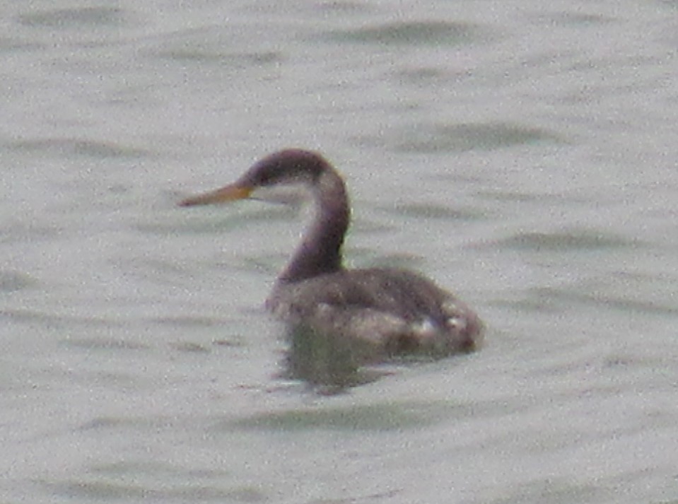 Red-necked Grebe - ML645580094
