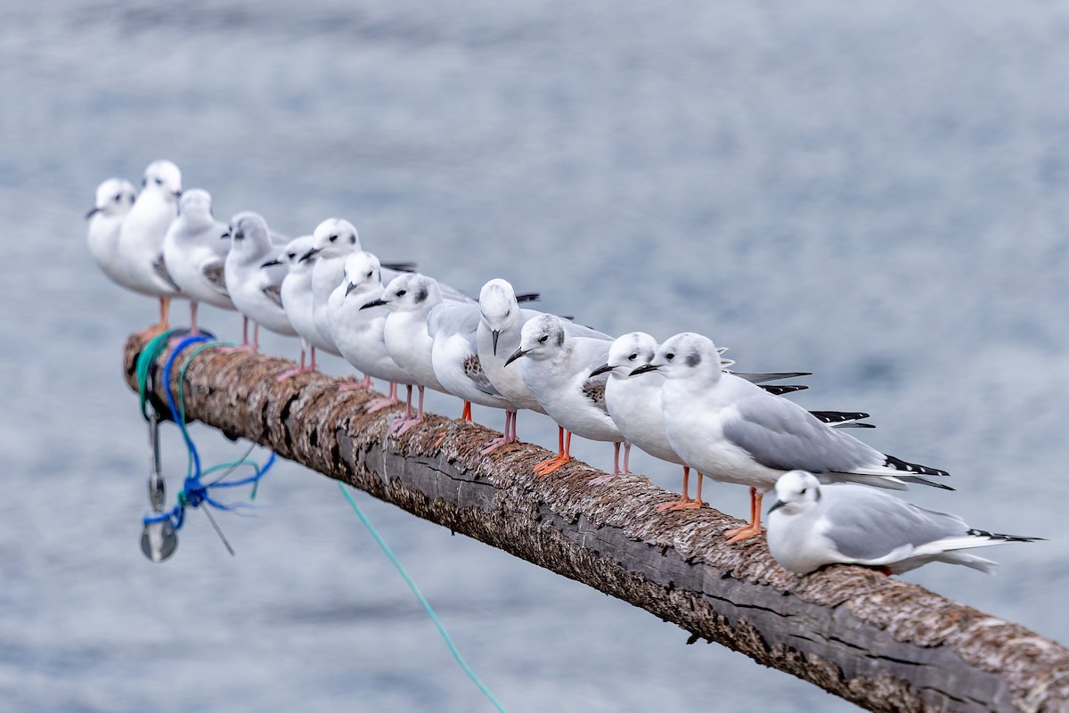 Bonaparte's Gull - ML645580095