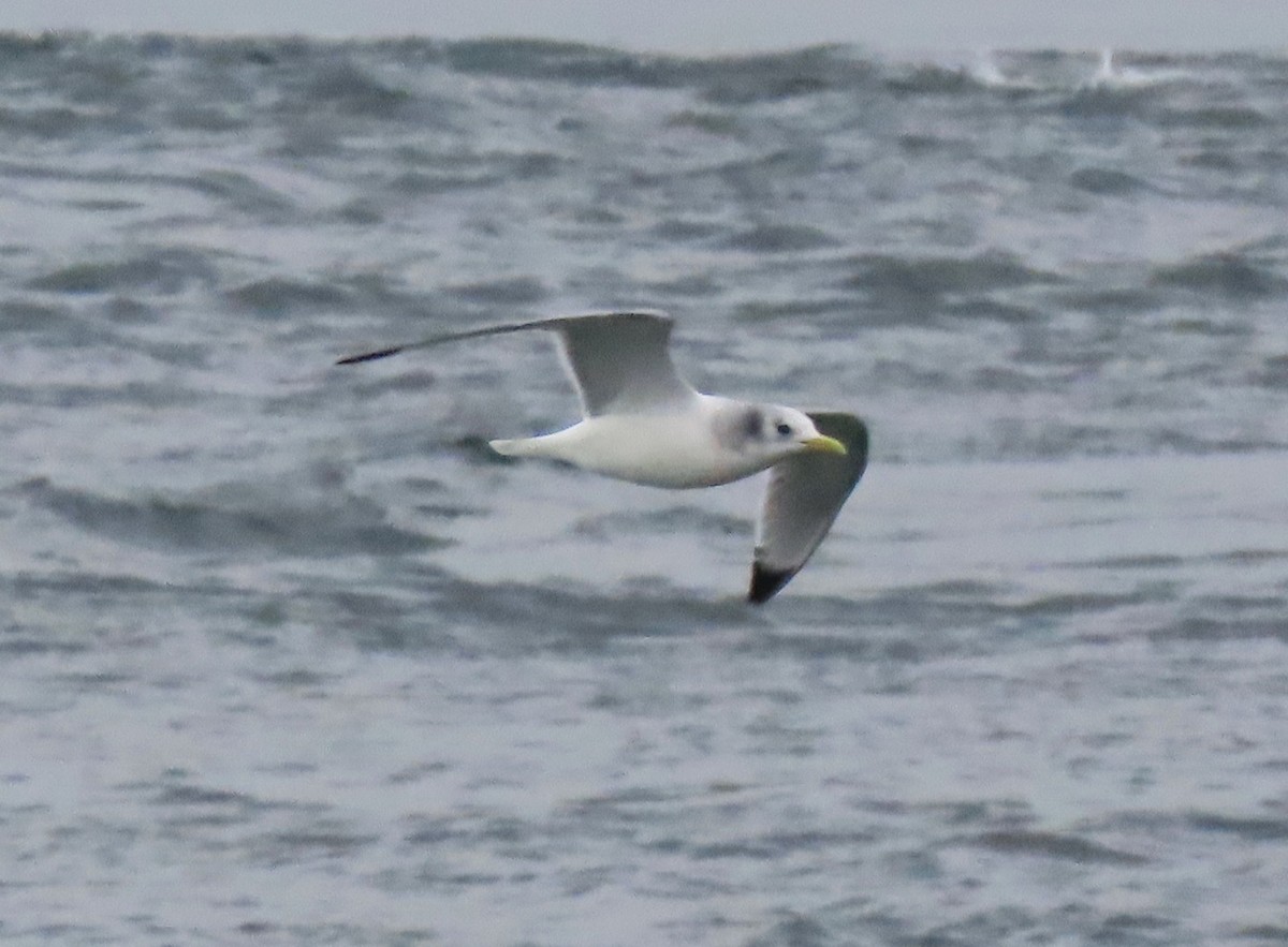 krykkje - ML645580096