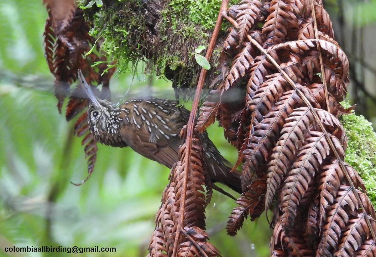 Dağ Tırmaşık - ML645580097