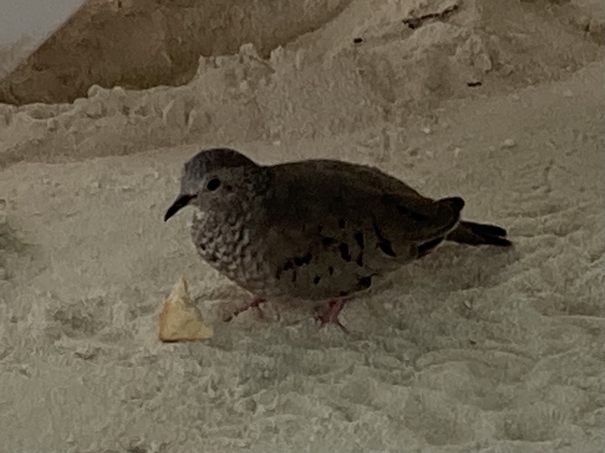 Common Ground Dove - ML645580099