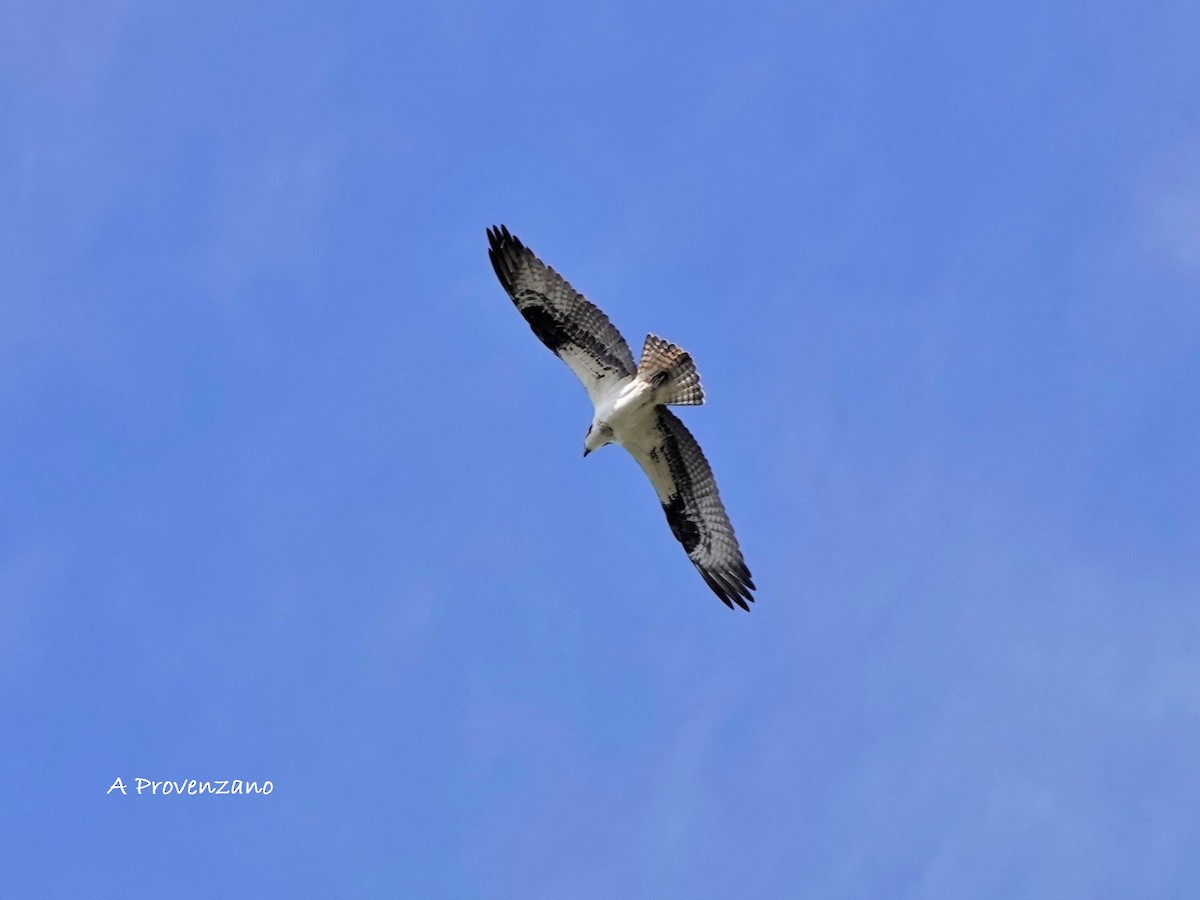 Osprey - ML645580110