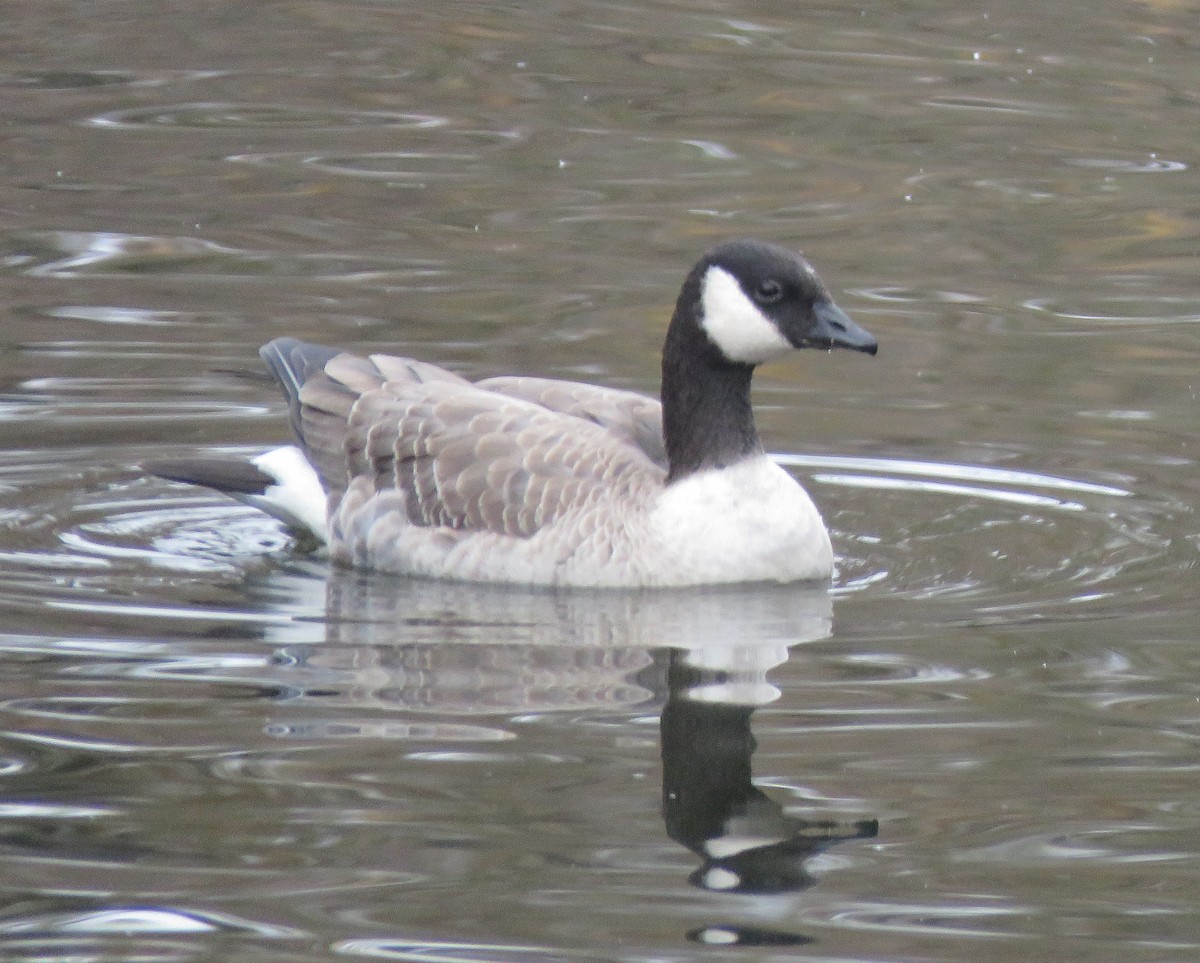 小加拿大雁 - ML645580111