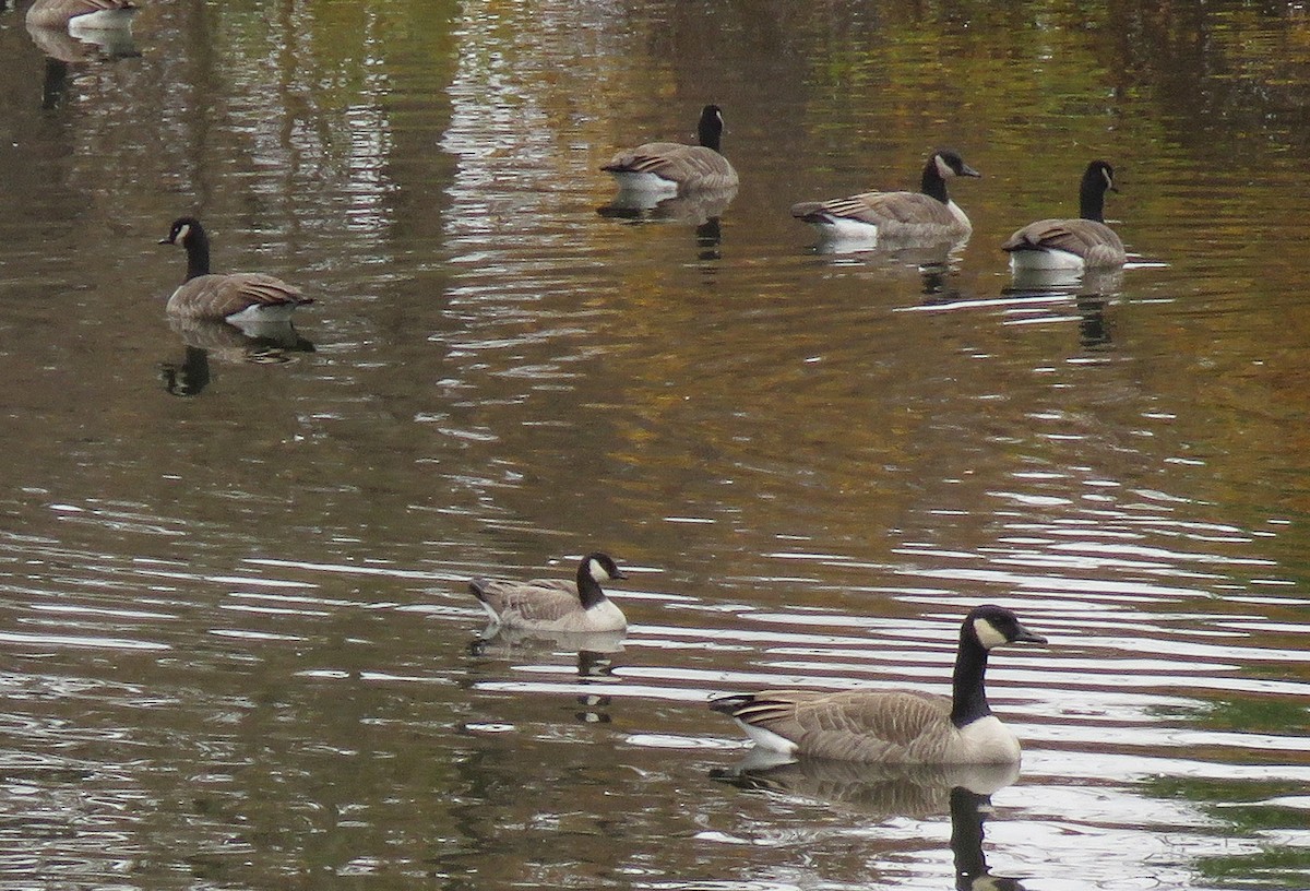 小加拿大雁 - ML645580113