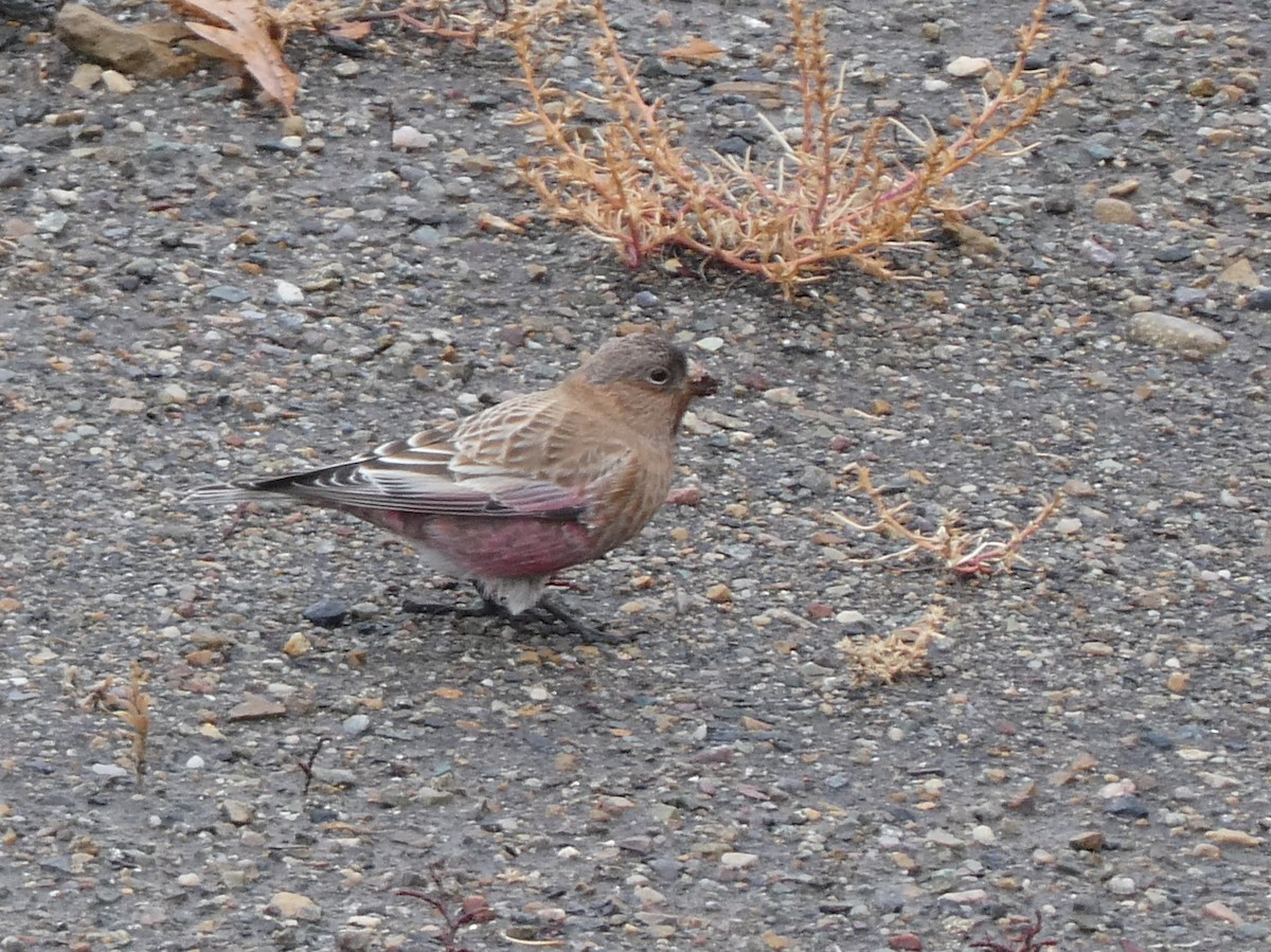 pěnkavice coloradská - ML645580114