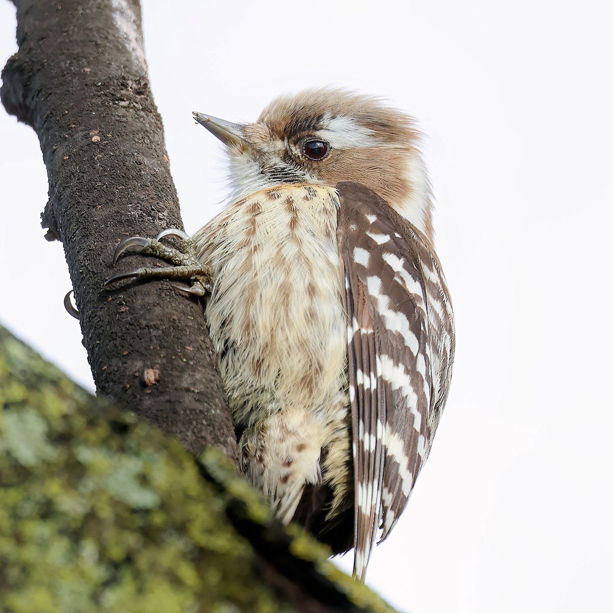 knøttspett - ML645580127