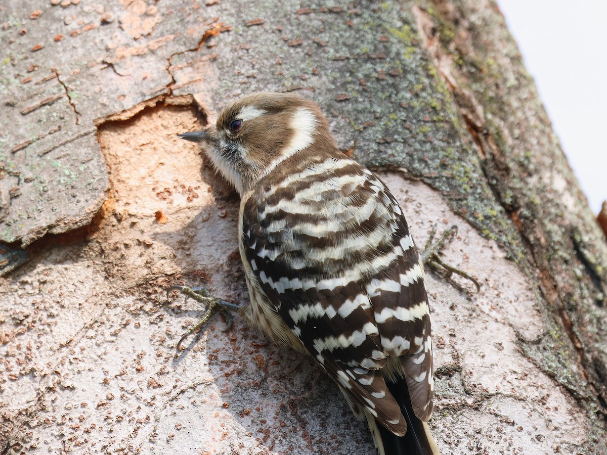 knøttspett - ML645580128