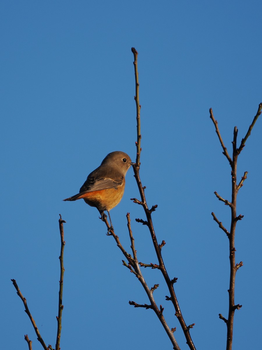 aurorarødstjert - ML645580133