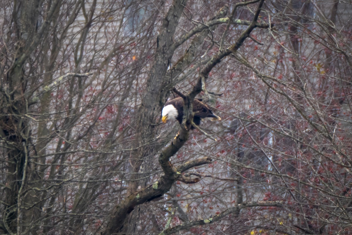 Bald Eagle - ML645580139