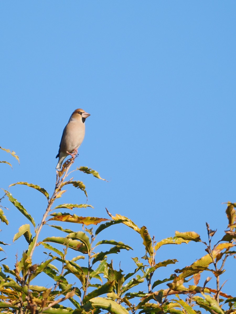 kjernebiter - ML645580140