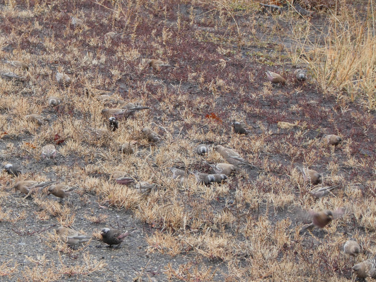 Coloradoschneegimpel - ML645580141