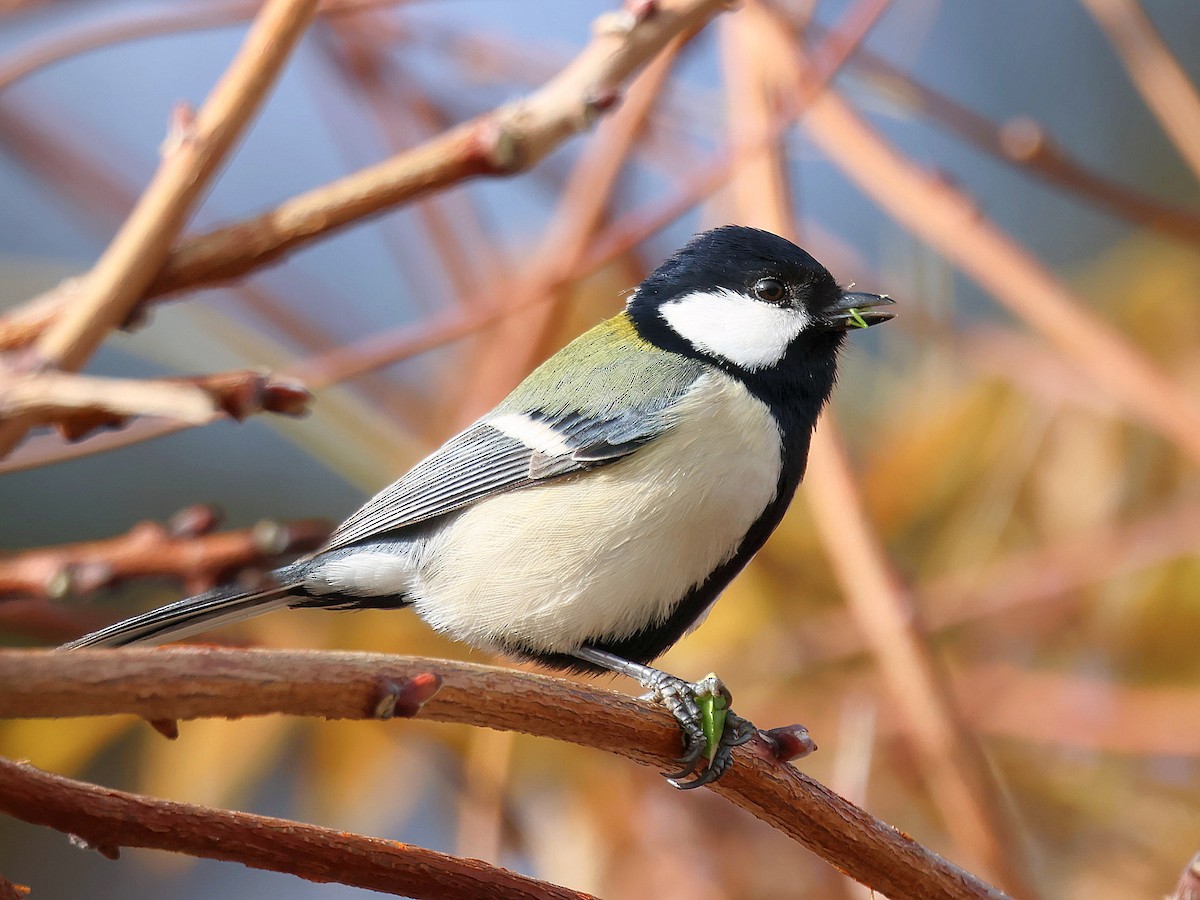 Graukohlmeise [minor-Gruppe] - ML645580144