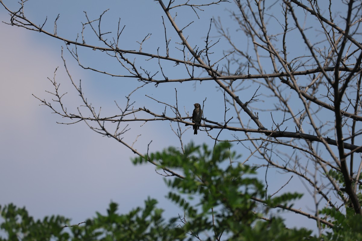 Rußschnäpper - ML645580146