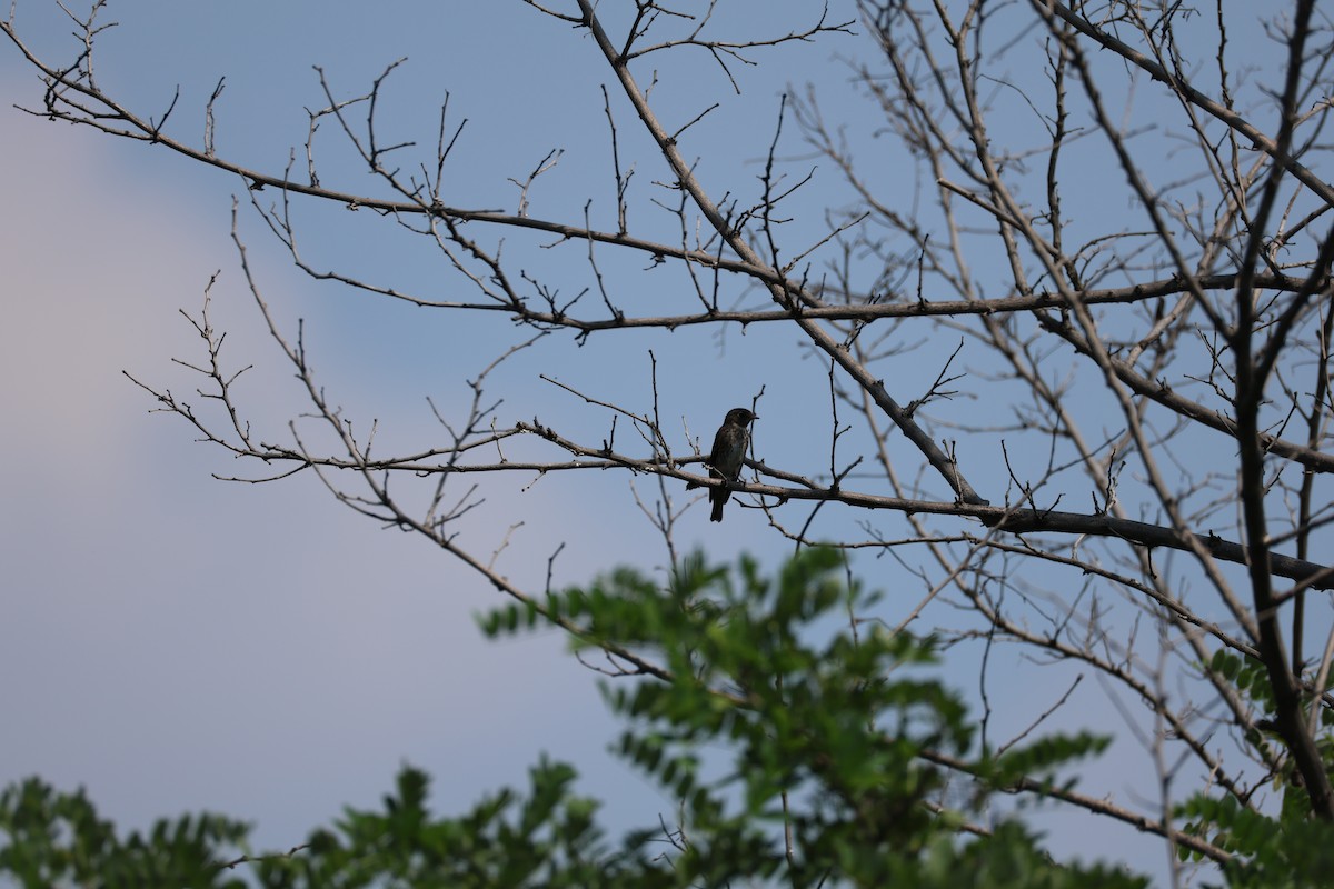 Rußschnäpper - ML645580147