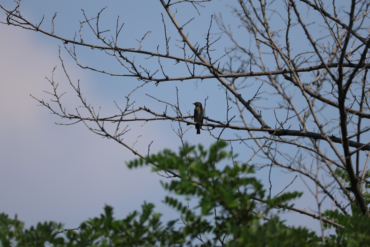 Rußschnäpper - ML645580148