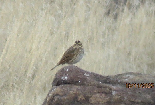 Savannah Sparrow - ML645580149