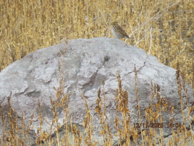 Savannah Sparrow - ML645580150