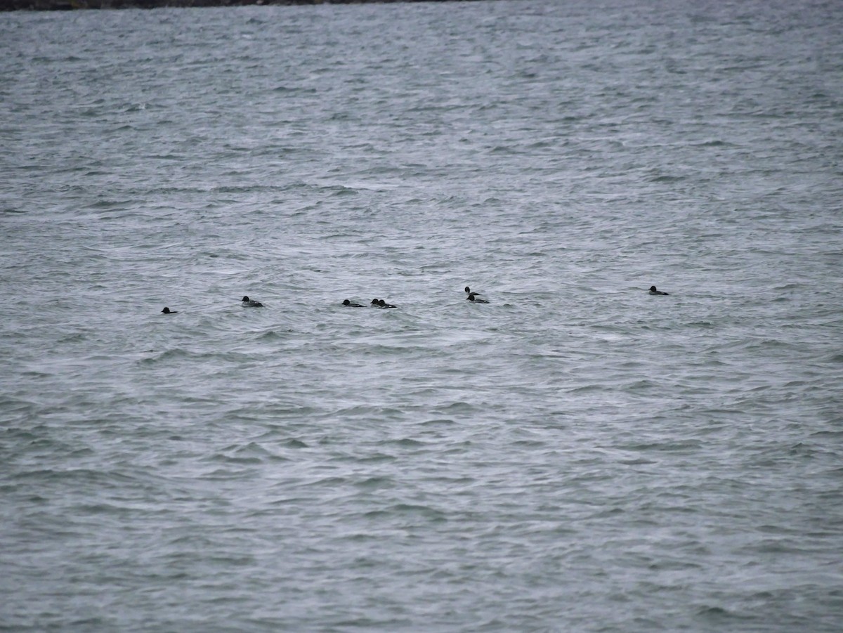 Schellente - ML645580151