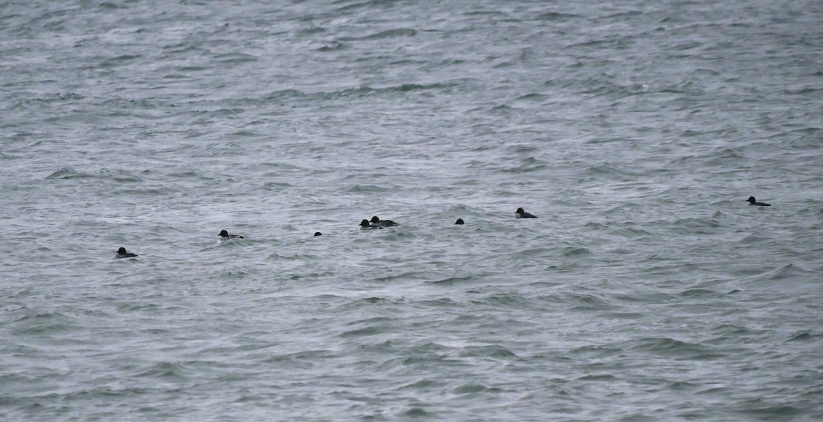 Schellente - ML645580153