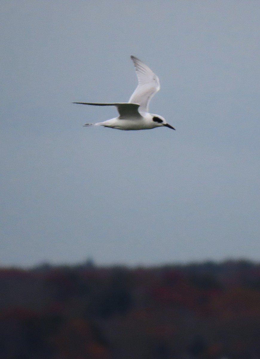 Forsterseeschwalbe - ML645580155