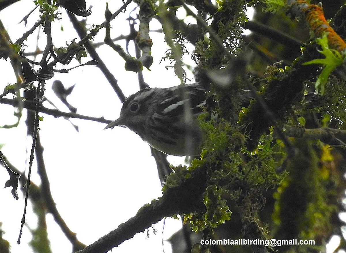 Kletterwaldsänger - ML645580158