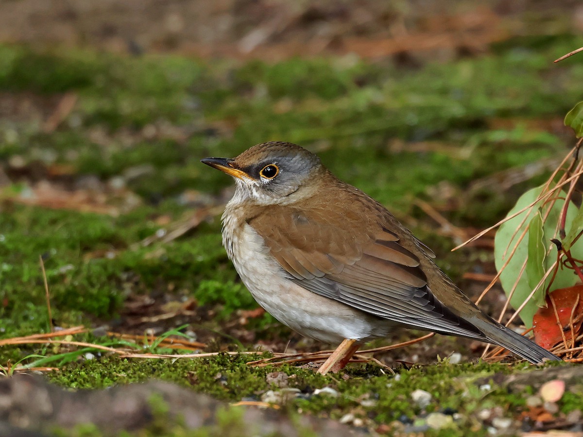 Fahldrossel - ML645580159