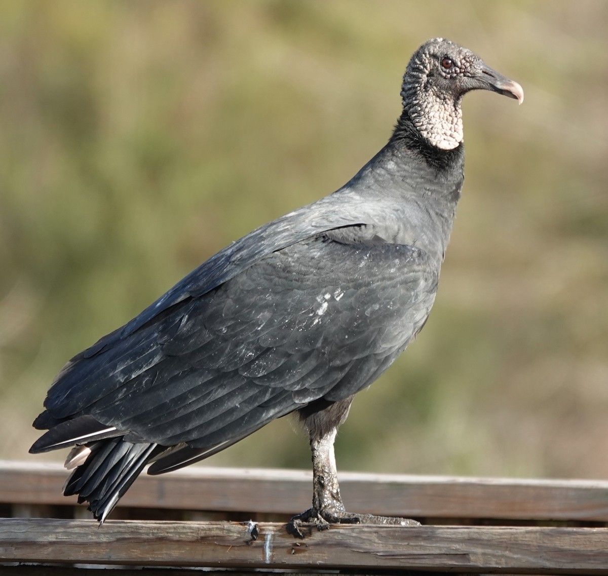 Rabengeier - ML645580160