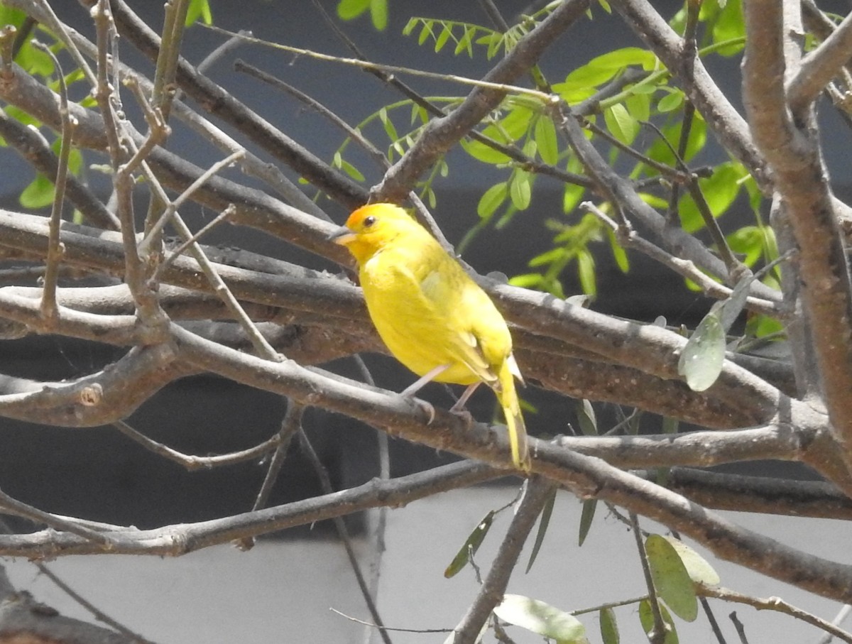 Safrangilbtangare - ML645580161