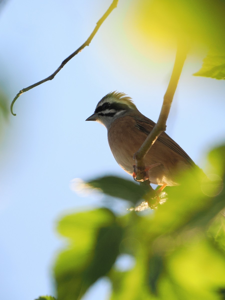 Wiesenammer - ML645580162