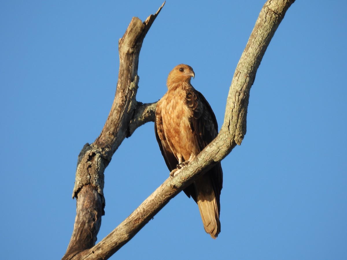 Keilschwanzmilan - ML645580163