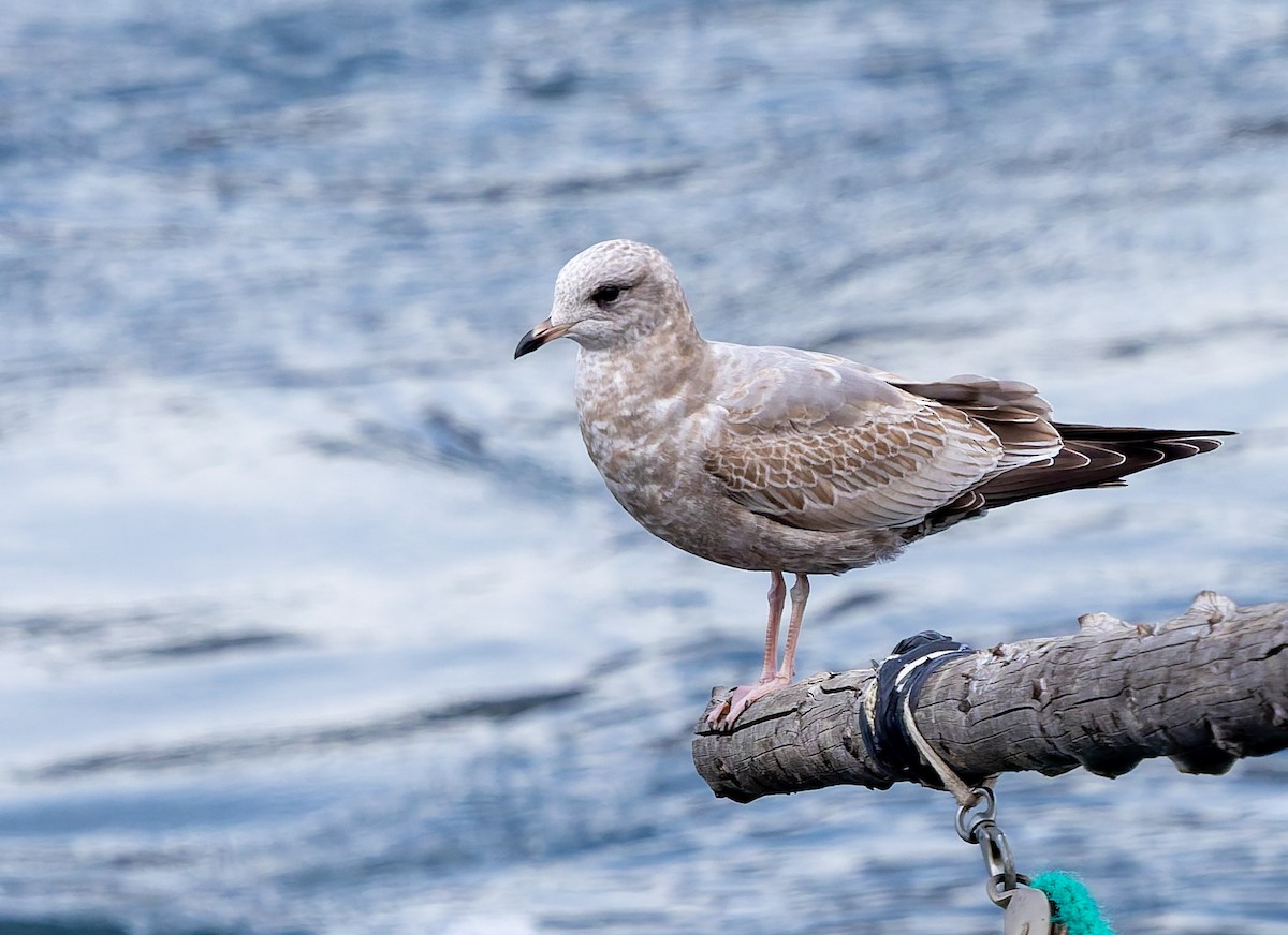 Kurzschnabel-Sturmmöwe - ML645580165