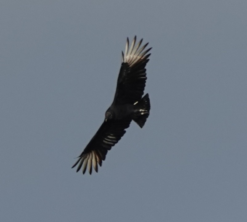 Rabengeier - ML645580166