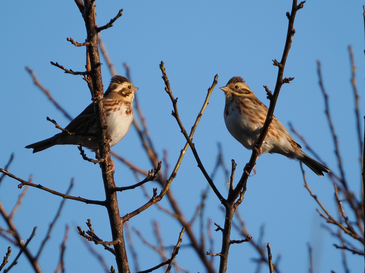 Waldammer - ML645580167