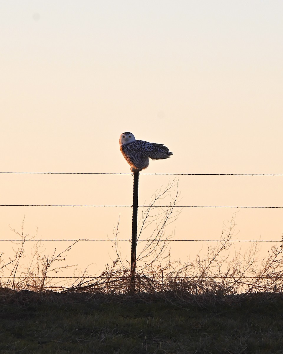 Schneeeule - ML645580169