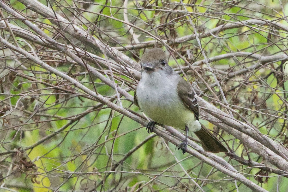 Kurzschopftyrann - ML645580170