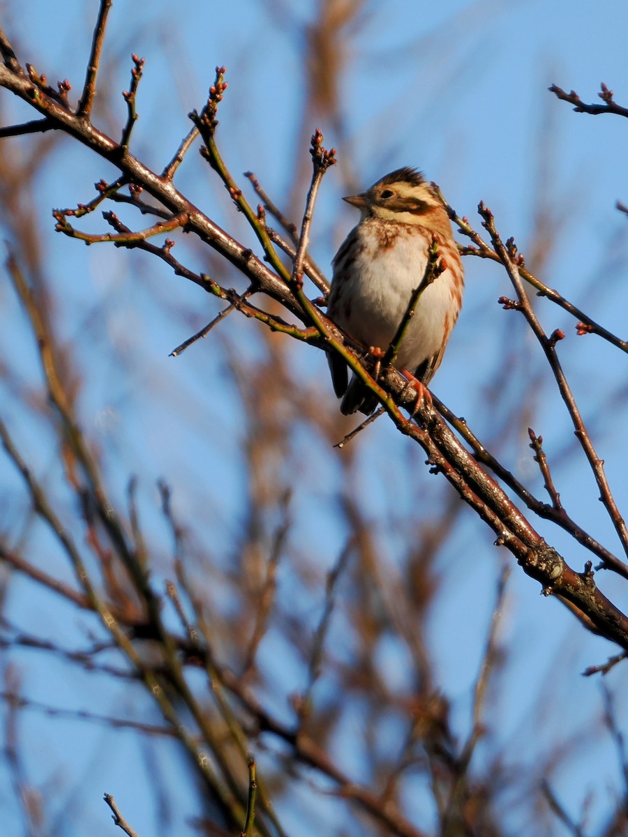 Waldammer - ML645580171