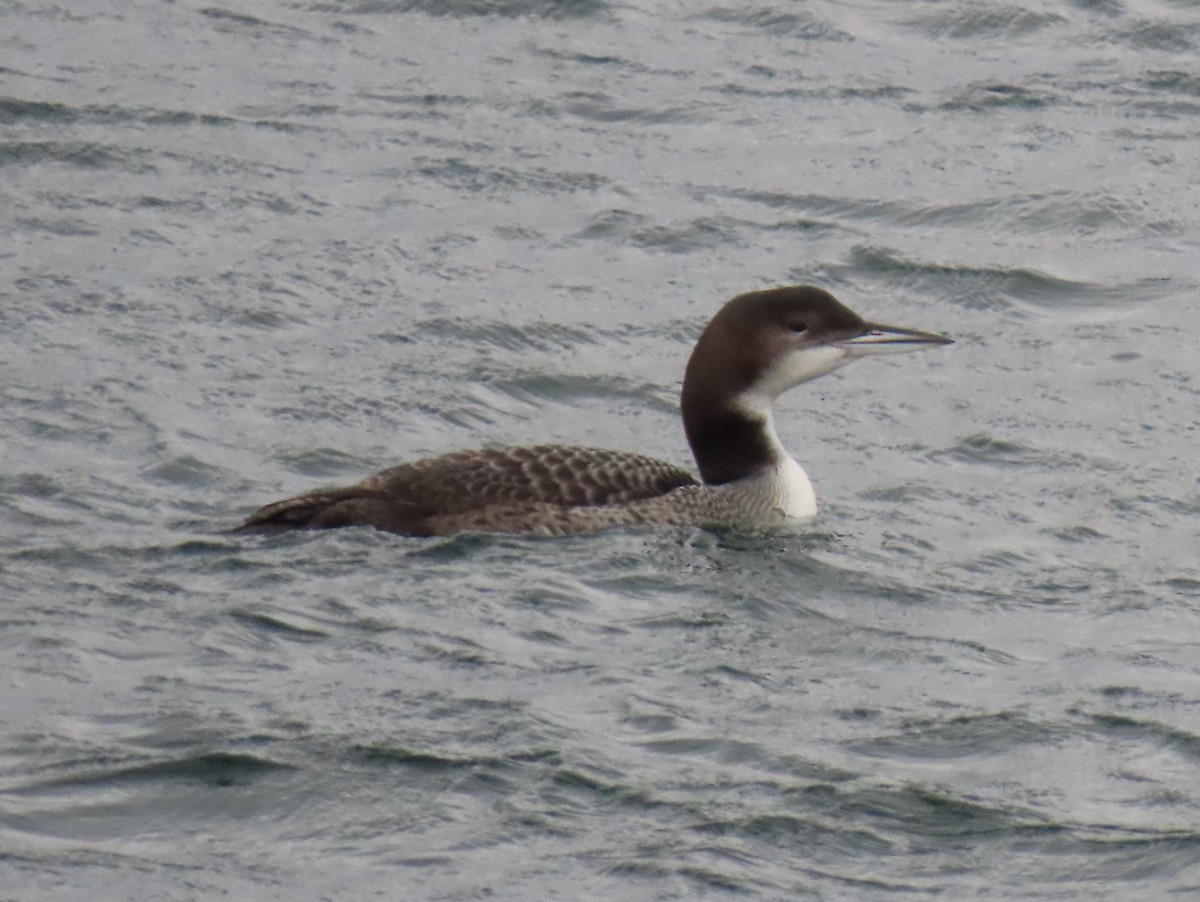 Eistaucher - ML645580172