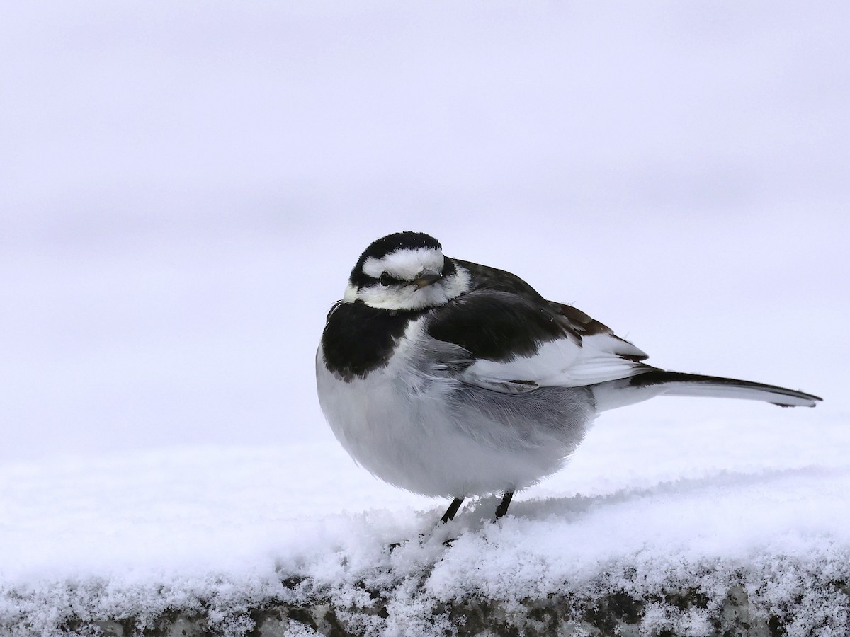 Bachstelze - ML645580173