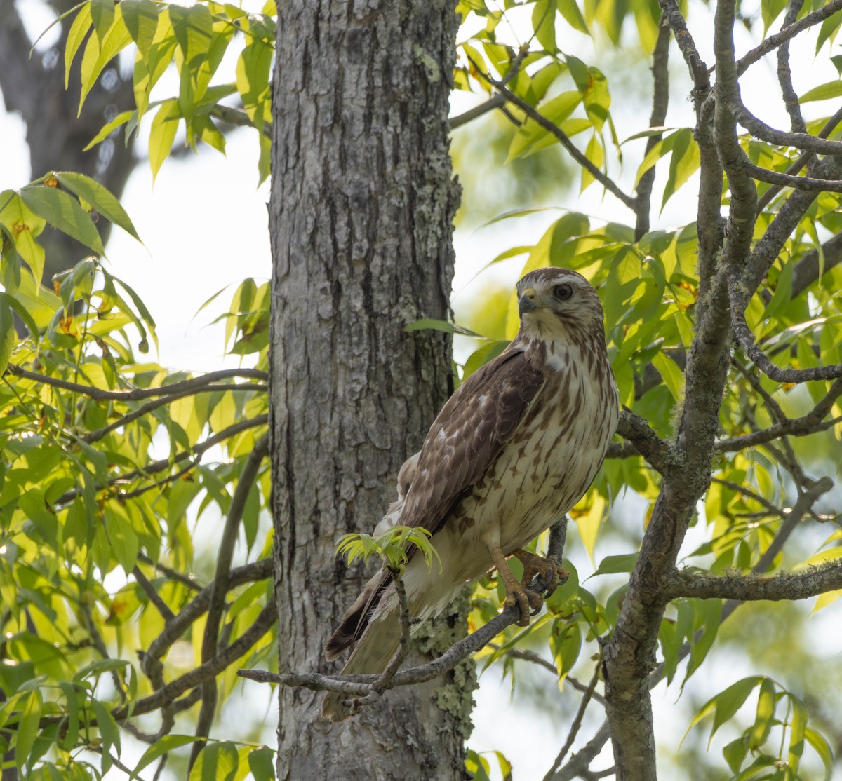 Breitflügelbussard - ML645580174