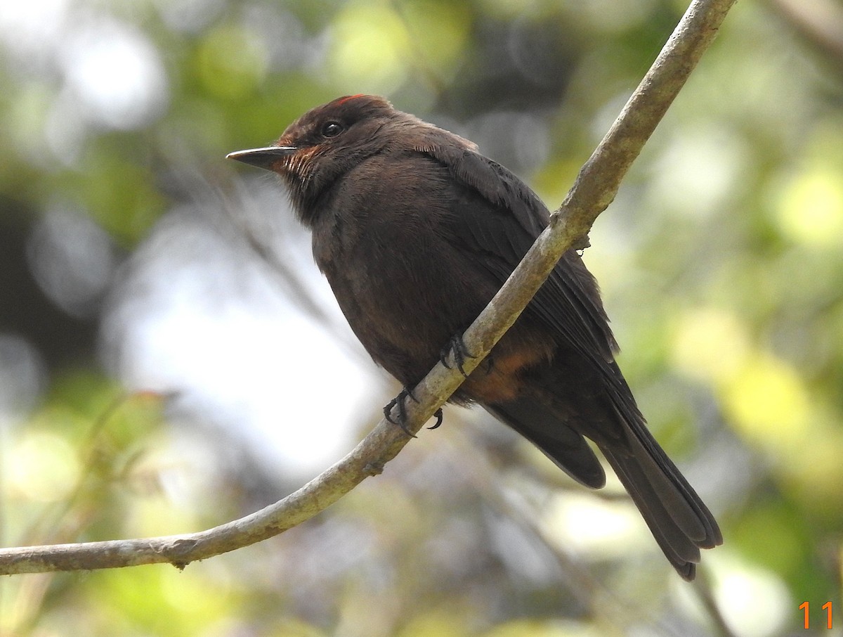 Rubintyrann - ML645580175