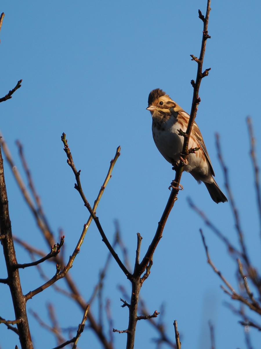 vierspurv - ML645580176