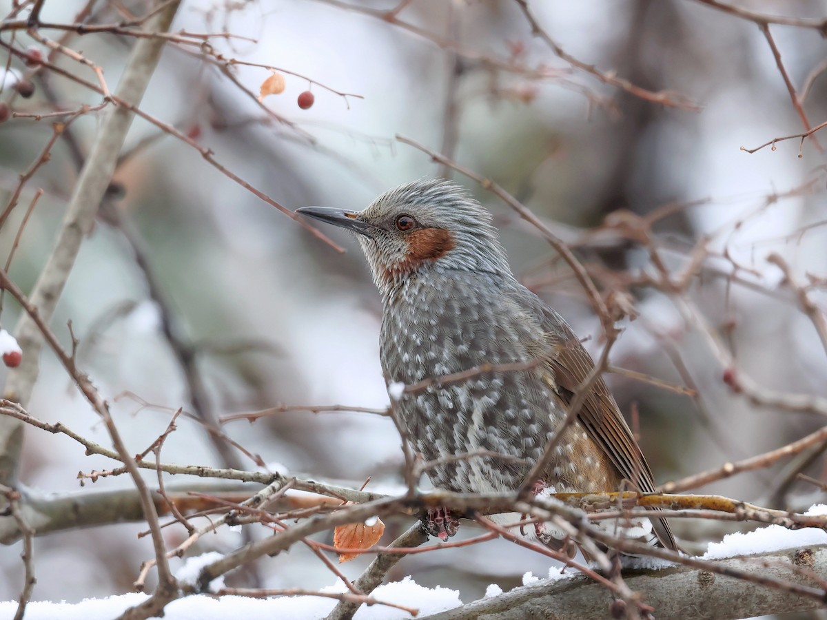 Orpheusbülbül - ML645580177