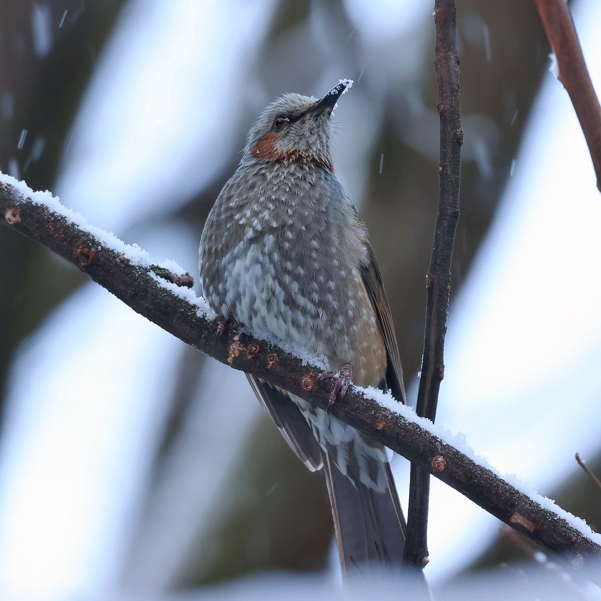 Orpheusbülbül - ML645580178