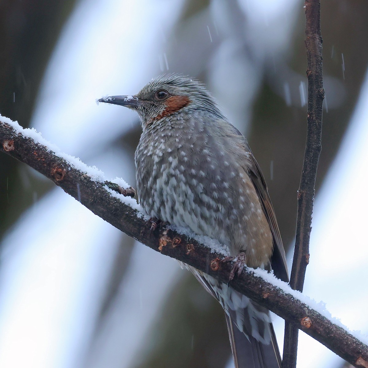 Orpheusbülbül - ML645580179