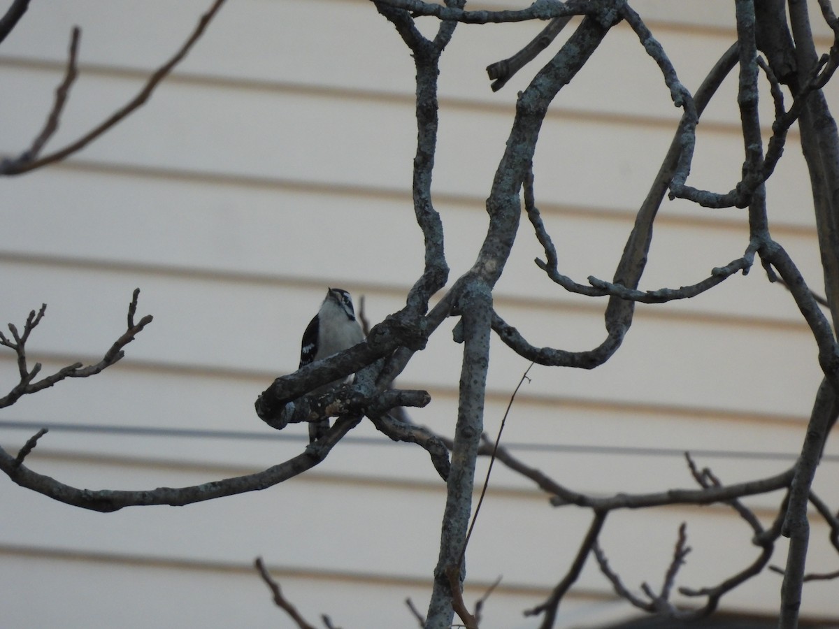 Dunenspecht - ML645580180